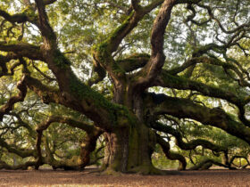 arboles-mas-viejos-del-mundo