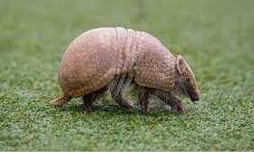 lepra en armadillo
