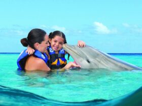 nado con delfines en cozumel