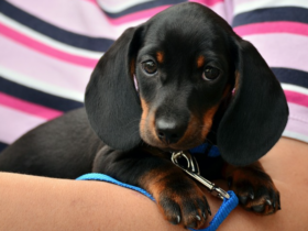 Cachorro teckel