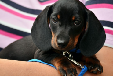 Cachorro teckel